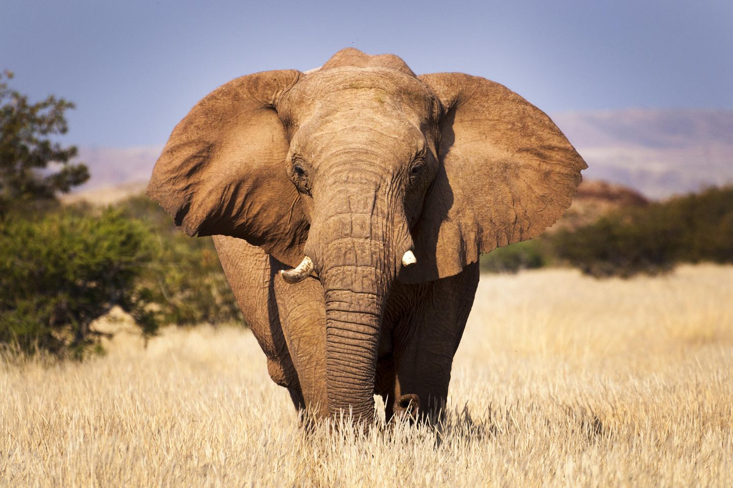 Elefant steht in der Savanne von Namibia