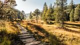 Hochmoor im Entlebuch, Schweiz