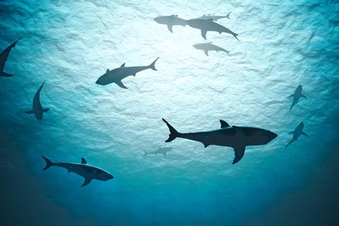Die größten Raubfische der Meere sind mitunter erstaunlich vorsichtig – und sozial