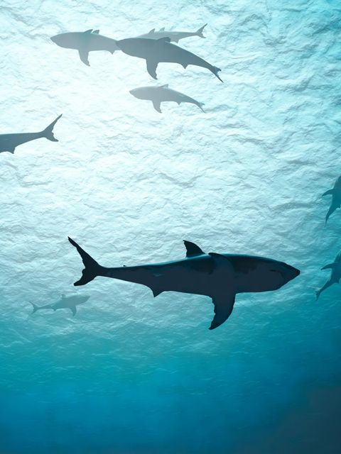 Die größten Raubfische der Meere sind mitunter erstaunlich vorsichtig – und sozial