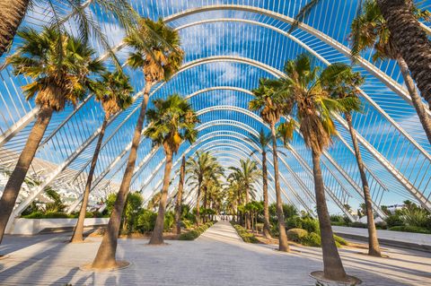 Palmengesäumter Weg in einem modernen Parl in Valencia