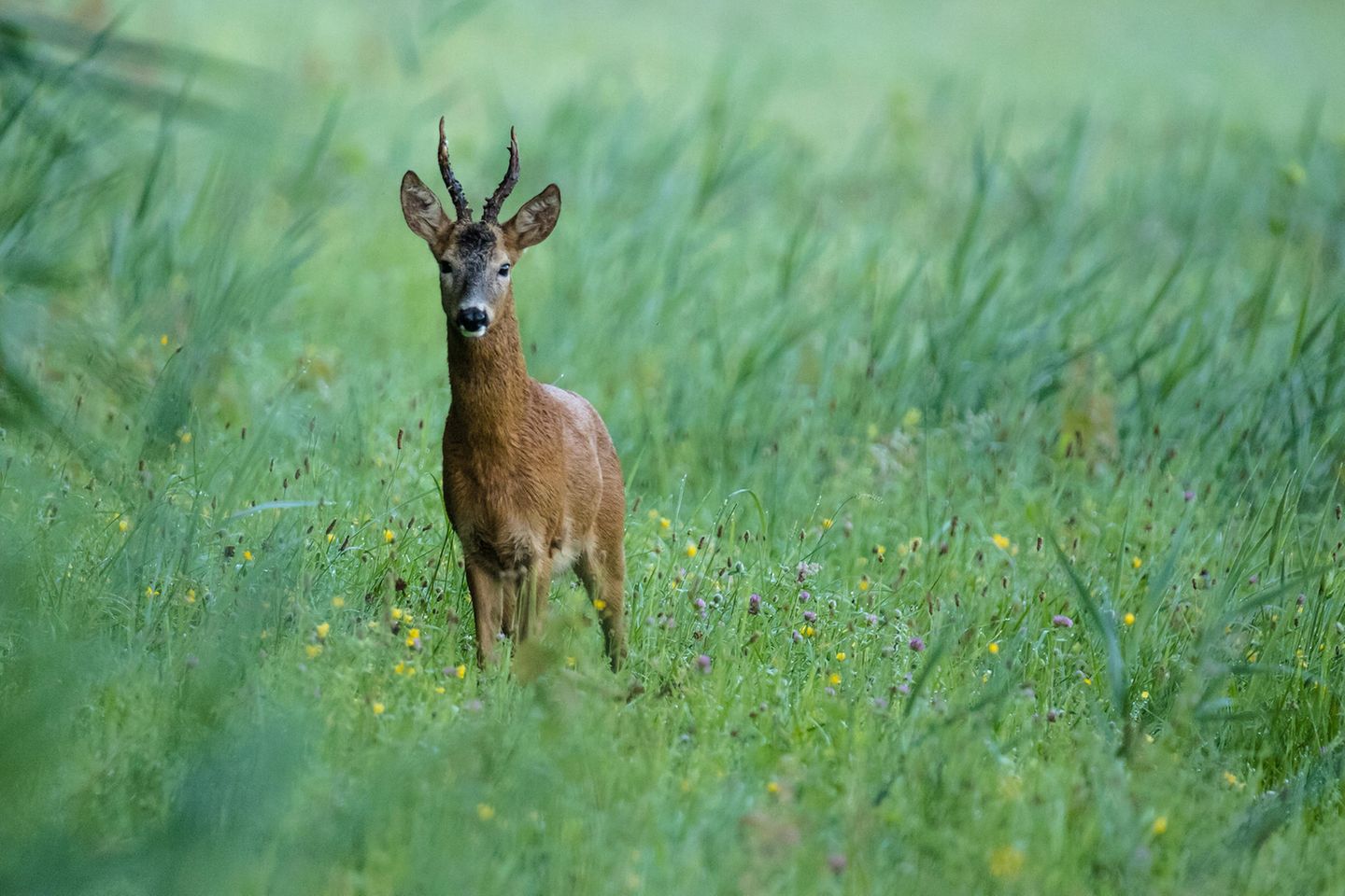 15.03.2021      "Beim Morgenspaziergang begegnet."      Kamera: Canon 6D MKII mit Sigm a60-600mm
