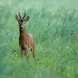 15.03.2021      "Beim Morgenspaziergang begegnet."      Kamera: Canon 6D MKII mit Sigm a60-600mm
