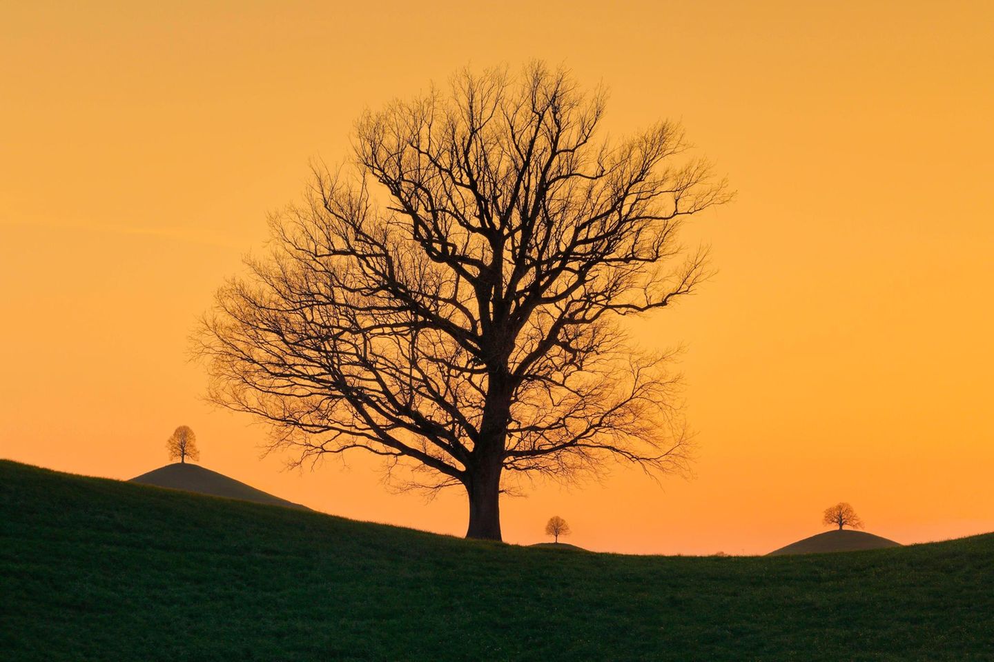 Silhouetten von Eichen bei Sonnenuntergang