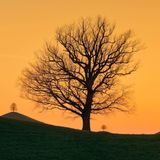 Silhouetten von Eichen bei Sonnenuntergang