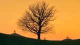 Silhouetten von Eichen bei Sonnenuntergang