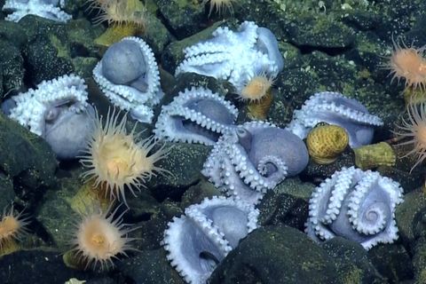 Bei einem Tauchgang im Jahr 2018 entdeckten Meeresbiolog*innen am Grund der Tiefsee vor der Küste Kaliforniens mehr als 1000 Kraken. Zunächst war unklar, was sie dort tun