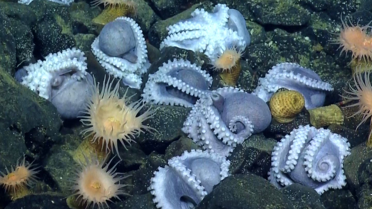 Bei einem Tauchgang im Jahr 2018 entdeckten Meeresbiolog*innen am Grund der Tiefsee vor der Küste Kaliforniens mehr als 1000 Kraken. Zunächst war unklar, was sie dort tun
