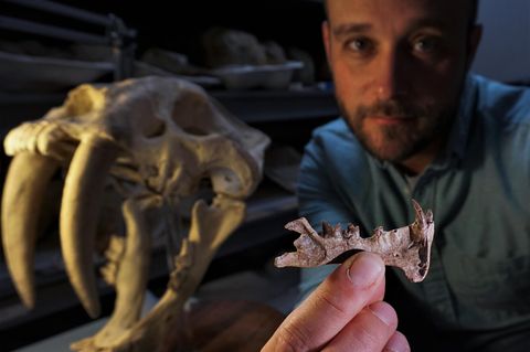 Paläontologe Ashley Poust mit dem erhaltenen fossilen Kieferknochen von Diegoaelurus