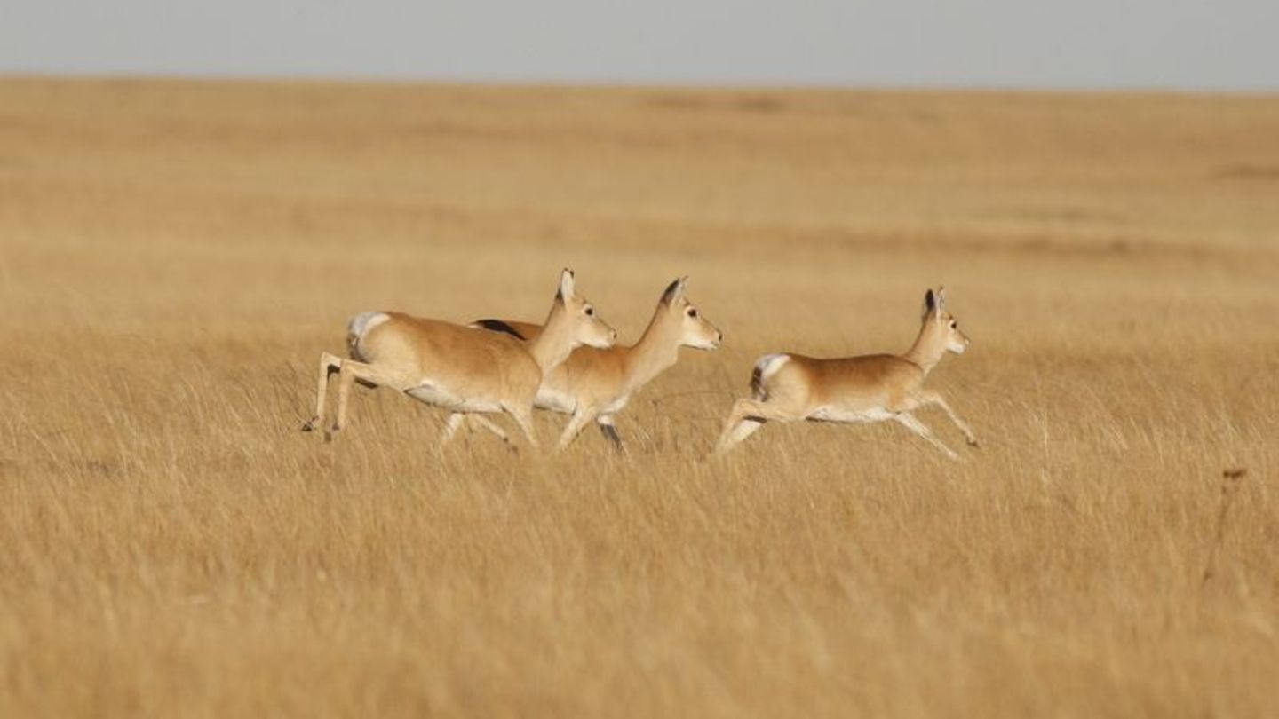 Gazelle läuft 18 000 Kilometer in 5 Jahren [GEO]