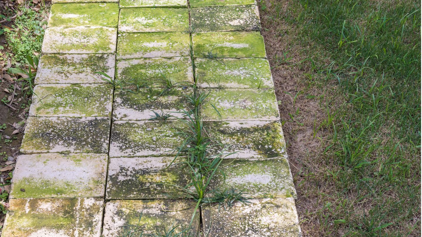 Grünbelag entfernen auf Steinen im Garten