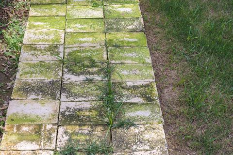Grünbelag entfernen auf Steinen im Garten