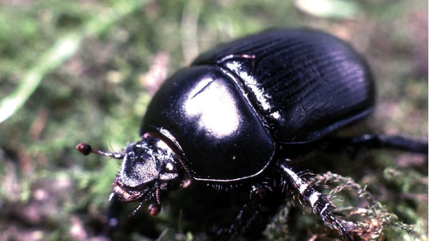 Rossmistkäfer: Der neuen Roten Liste zufolge sind mehr als ein Viertel der Insektenarten in Deutschland gefährdet