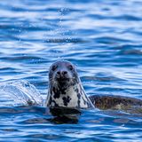 Im Biosphärenreservat ­Südost-Rügen nimmt die »Weiße Flotte« Touristen mit auf Ex­pedition: Erst seit ein paar Jahren lassen sich im Greifswalder ­Bodden wieder Kegelrobben ­blicken. Wann, wo, wie viele? ­Daten werden gebraucht. Die Urlaubsranger bekommen Fernglas zum Beobachten und Klemmbrett fürs Protokoll und dienen damit der Wissenschaft. Monitoring nennt man das. Schon die Seefahrt, zwei­einhalb Stunden, ist ein Vergnügen. Gleichzeitig bringen ­Bio­logen Umweltwissen unter die Leute. (Mai bis Oktober, ­Donnerstag ab Lauterbach, ­Montag ab Baabe).  www.weisse-flotte.de