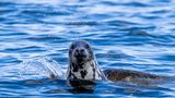 Im Biosphärenreservat ­Südost-Rügen nimmt die »Weiße Flotte« Touristen mit auf Ex­pedition: Erst seit ein paar Jahren lassen sich im Greifswalder ­Bodden wieder Kegelrobben ­blicken. Wann, wo, wie viele? ­Daten werden gebraucht. Die Urlaubsranger bekommen Fernglas zum Beobachten und Klemmbrett fürs Protokoll und dienen damit der Wissenschaft. Monitoring nennt man das. Schon die Seefahrt, zwei­einhalb Stunden, ist ein Vergnügen. Gleichzeitig bringen ­Bio­logen Umweltwissen unter die Leute. (Mai bis Oktober, ­Donnerstag ab Lauterbach, ­Montag ab Baabe).  www.weisse-flotte.de