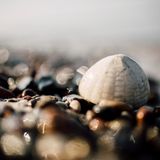 Die Steinstrände der Ostsee sind ein Eldorado für Fossiliensammler: Gerade nach stürmischem Wetter lassen sich hier zahllose versteinerte Relikte von Urzeitwesen aufspüren. Zu Füßen mancher Steilufer sammelt sich dann Geröll - und gibt zuweilen faszinierende Schätze preis: Millionen Jahre alte, versteinerte Hinterlassenschaften von Urzeitwesen. Und man muss kein Paläontologe oder Geologe sein, um in Steinbrocken solche Relikte des Lebens zu entdecken - Fossilien, die eine Ahnung von der Vielfalt früherer Kreaturen auf unserem Planeten vermitteln. Wer bei einem Spaziergang aufmerksam in den Trümmern stöbert, wird vielleicht die Reste früher Schwämme, Korallen und Schnecken entdecken oder die im Stein erhaltene Kriechspur eines archaischen Meereswurms