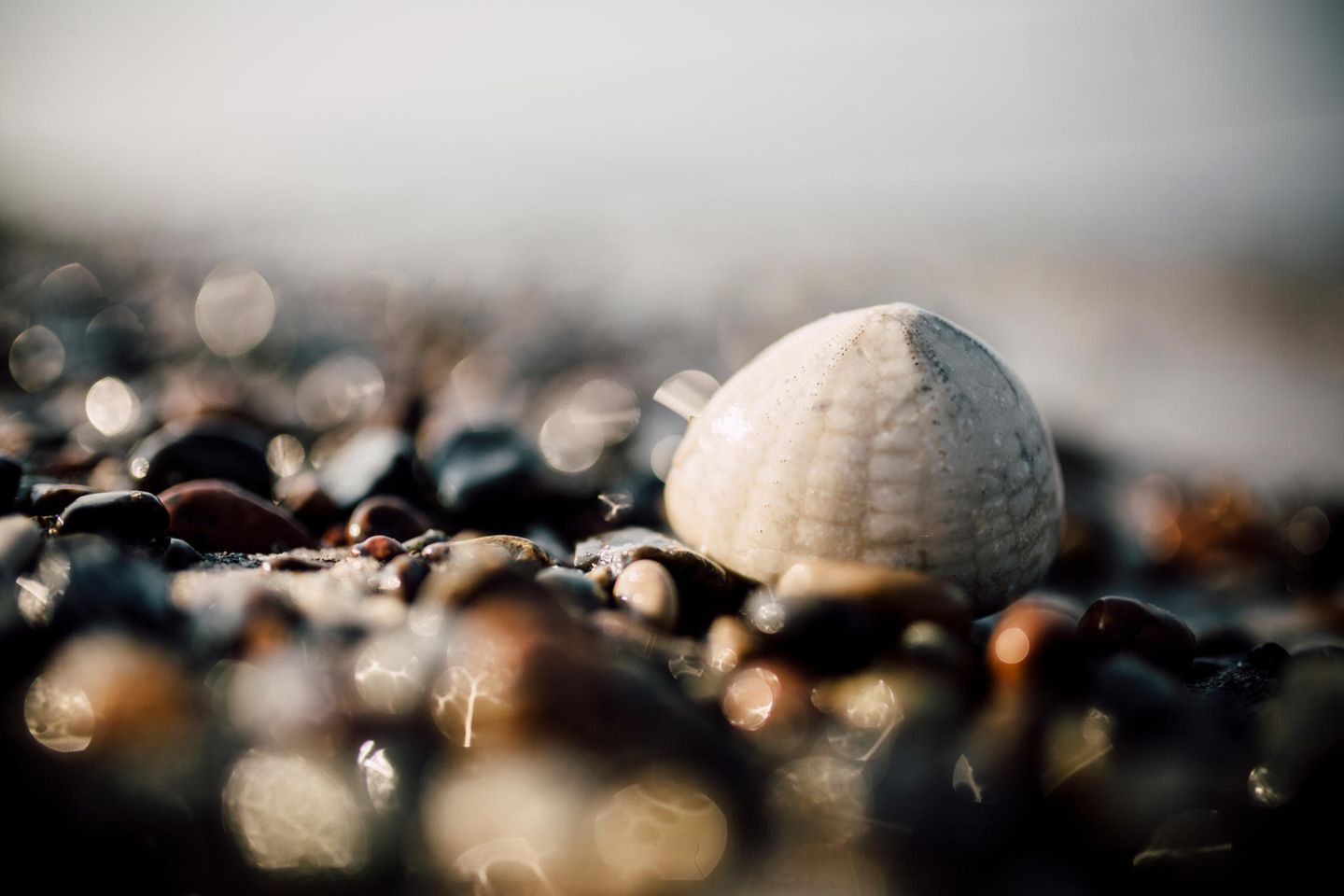 Fossiliensammler werden Die Steinstrände der Ostsee sind ein Eldorado für Fossiliensammler: Gerade nach stürmischem Wetter lassen sich hier zahllose versteinerte Relikte von Urzeitwesen aufspüren. Zu Füßen mancher Steilufer sammelt sich dann Geröll - und gibt zuweilen faszinierende Schätze preis: Millionen Jahre alte, versteinerte Hinterlassenschaften von Urzeitwesen. Und man muss kein Paläontologe oder Geologe sein, um in Steinbrocken solche Relikte des Lebens zu entdecken - Fossilien, die eine Ahnung von der Vielfalt früherer Kreaturen auf unserem Planeten vermitteln. Wer bei einem Spaziergang aufmerksam in den Trümmern stöbert, wird vielleicht die Reste früher Schwämme, Korallen und Schnecken entdecken oder die im Stein erhaltene Kriechspur eines archaischen Meereswurms