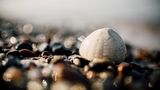 Die Steinstrände der Ostsee sind ein Eldorado für Fossiliensammler: Gerade nach stürmischem Wetter lassen sich hier zahllose versteinerte Relikte von Urzeitwesen aufspüren. Zu Füßen mancher Steilufer sammelt sich dann Geröll - und gibt zuweilen faszinierende Schätze preis: Millionen Jahre alte, versteinerte Hinterlassenschaften von Urzeitwesen. Und man muss kein Paläontologe oder Geologe sein, um in Steinbrocken solche Relikte des Lebens zu entdecken - Fossilien, die eine Ahnung von der Vielfalt früherer Kreaturen auf unserem Planeten vermitteln. Wer bei einem Spaziergang aufmerksam in den Trümmern stöbert, wird vielleicht die Reste früher Schwämme, Korallen und Schnecken entdecken oder die im Stein erhaltene Kriechspur eines archaischen Meereswurms