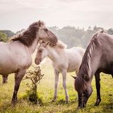 Die kleine Herde Koniks, die vor Jahren auf der Geltinger Birk angesiedelt wurde, ist inzwischen beträchtlich gewachsen und zieht frei durch die weite Weidelandschaft des Naturschutzgebiets an der Flensburger Förde. Wanderer folgen ihren Spuren auf Rundwegen durch Salzwiesen, Sumpfflächen und Heide. Pferde und urige ­Gallowayrinder halten die Vegetation in Schach und damit den Lebensraum vieler seltener Pflanzen und Tiere intakt. Wer mehr ­wissen will, nimmt an einer Wildpferde-Führung teil.  https://www.geltinger-birk.de/birk-erleben/wildpferde-f%C3%BChrungen/