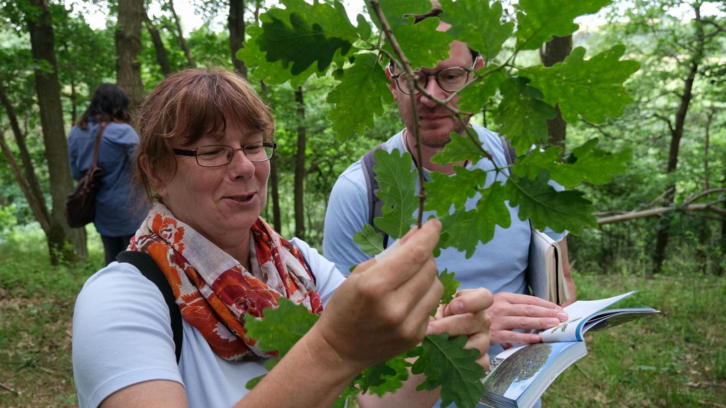 Naturguide: Wie ich zum Waldführer wurde – und lernte, die Natur mit allen Sinnen zu spüren