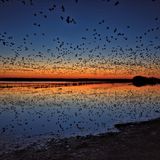 16.03.2022  "Sonnenuntergang und ein Eingflug von tausenden Vögeln. Diese kombination wird recht selten sein."      Ort: Bornhoster Wiesen  Kamera: Nikon D750 Nikkor 28mm