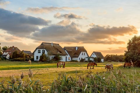 Reetdachhäuser auf Hiddensee, im Vordergrund grasen Pferde