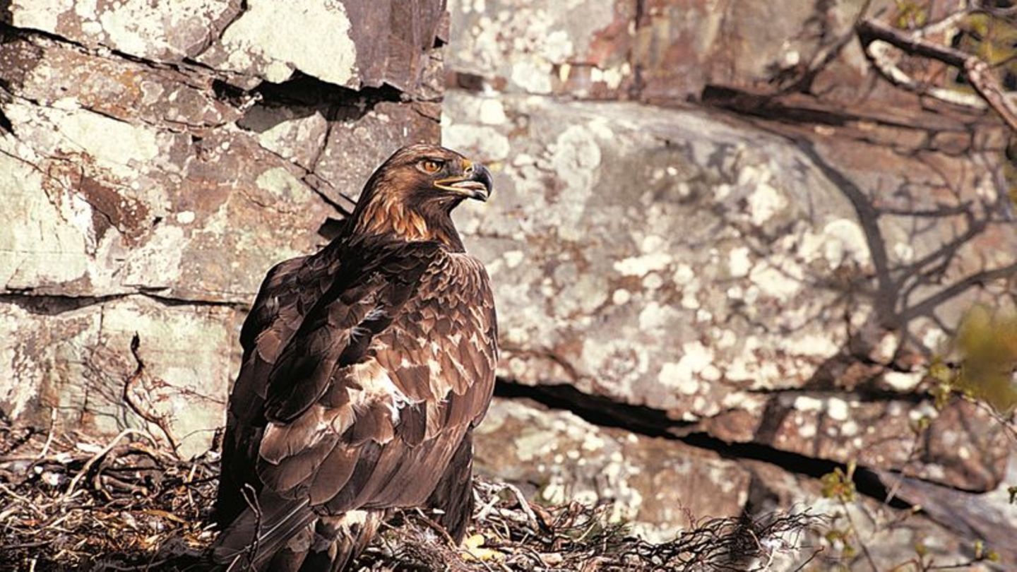 Ein Steinadler sitzt in seinem Nest