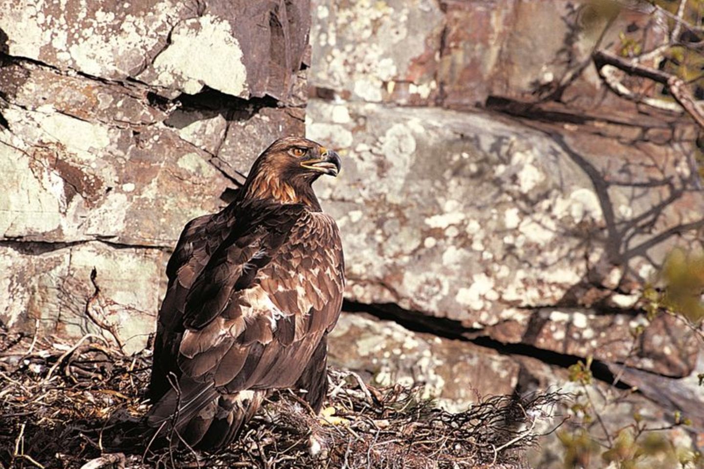 Ein Steinadler sitzt in seinem Nest