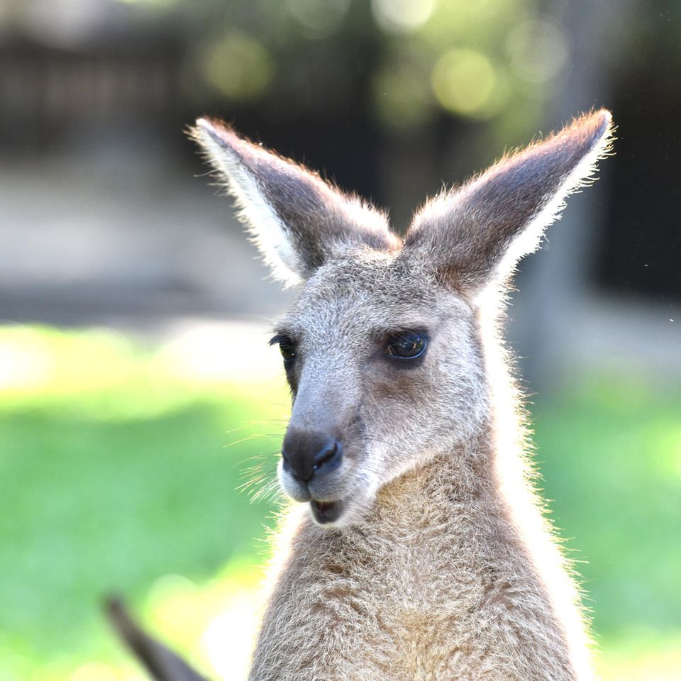 Känguru in Australien