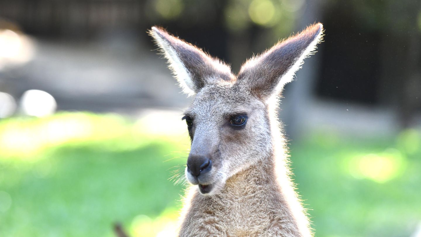 Känguru in Australien