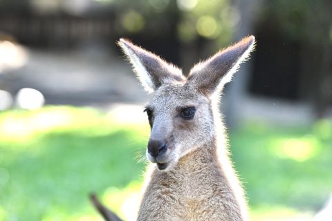 Eastern grey Kangaroo Grußkarte Känguruh Australien 