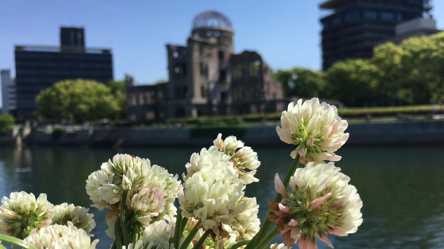 Weißklee in einer Stadt