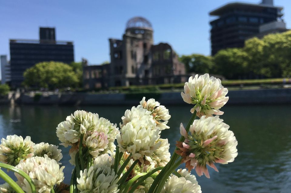 Weißklee in einer Stadt