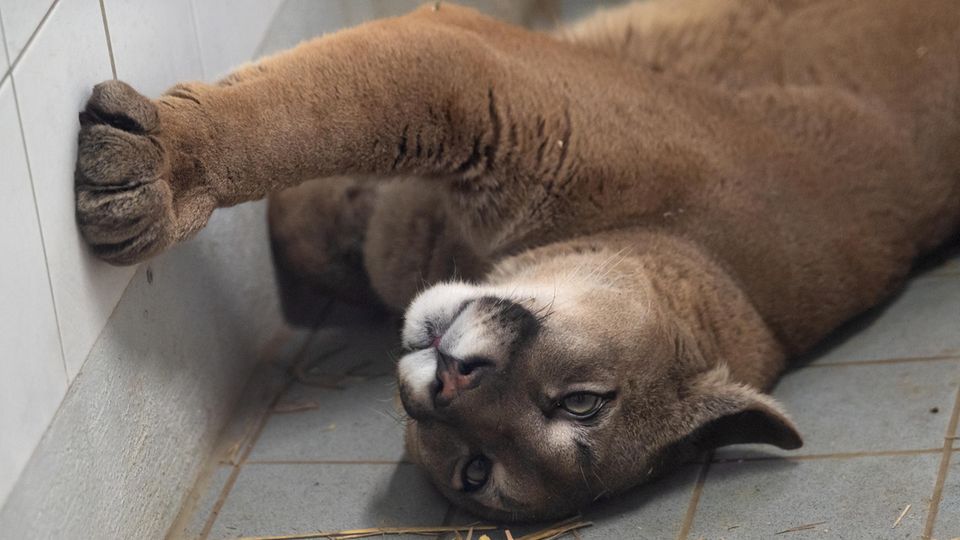 Puma in einer Auffangstation Puma in einer Auffangstation