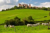 Blick auf das Châteauneuf-en-Auxois mit Kühen im Vordergrund
