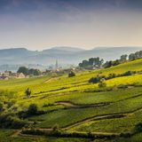 Blick über die Weinberge Climats de Bourgogne