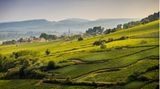 Blick über die Weinberge Climats de Bourgogne