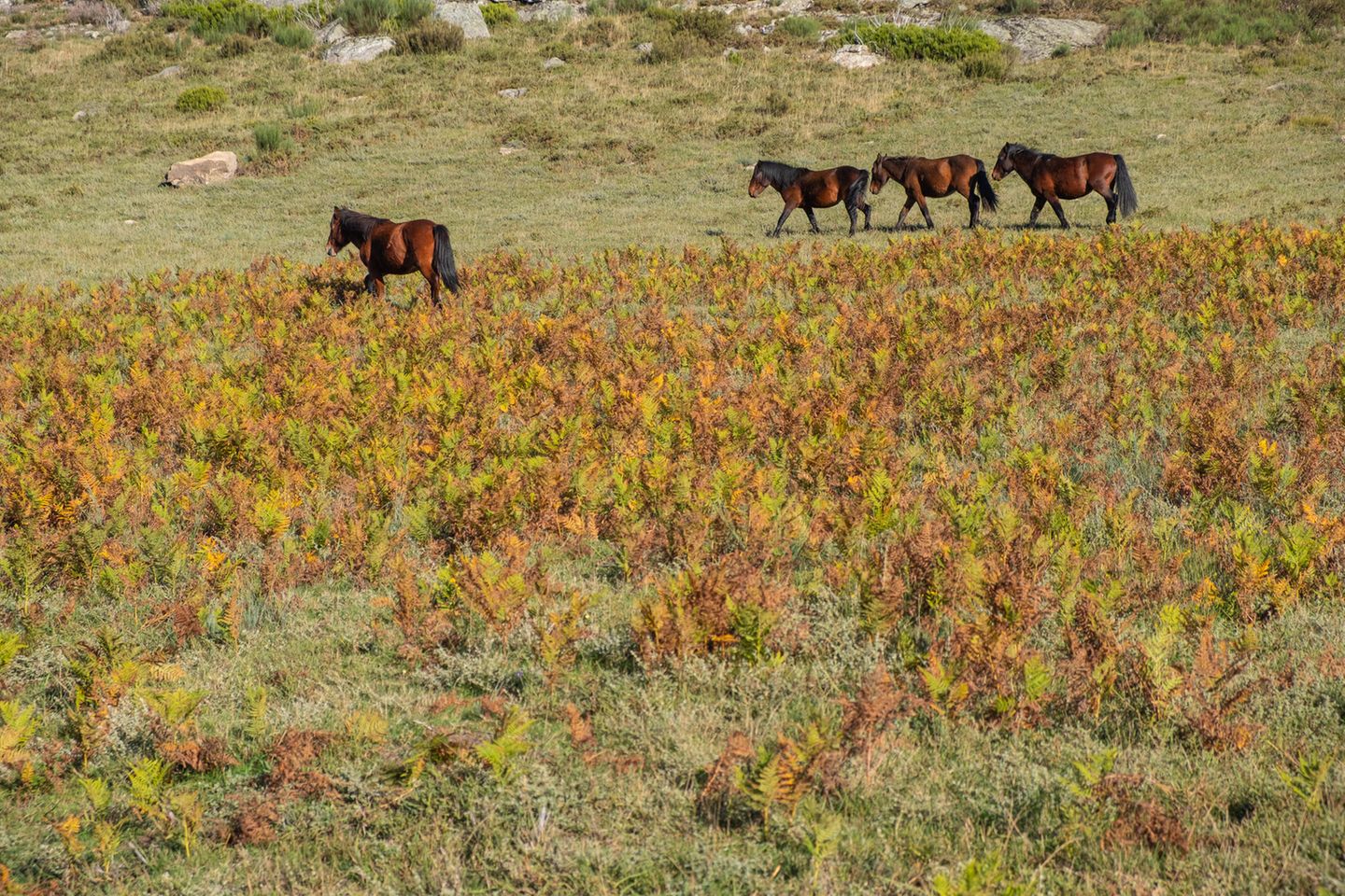 Wildpferde im Nationalpark Peneda Geres