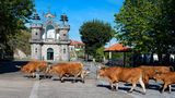 Rinder trotten über eine Straße in Santo Antonio Mixoes da Serra