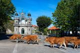 Rinder trotten über eine Straße in Santo Antonio Mixoes da Serra
