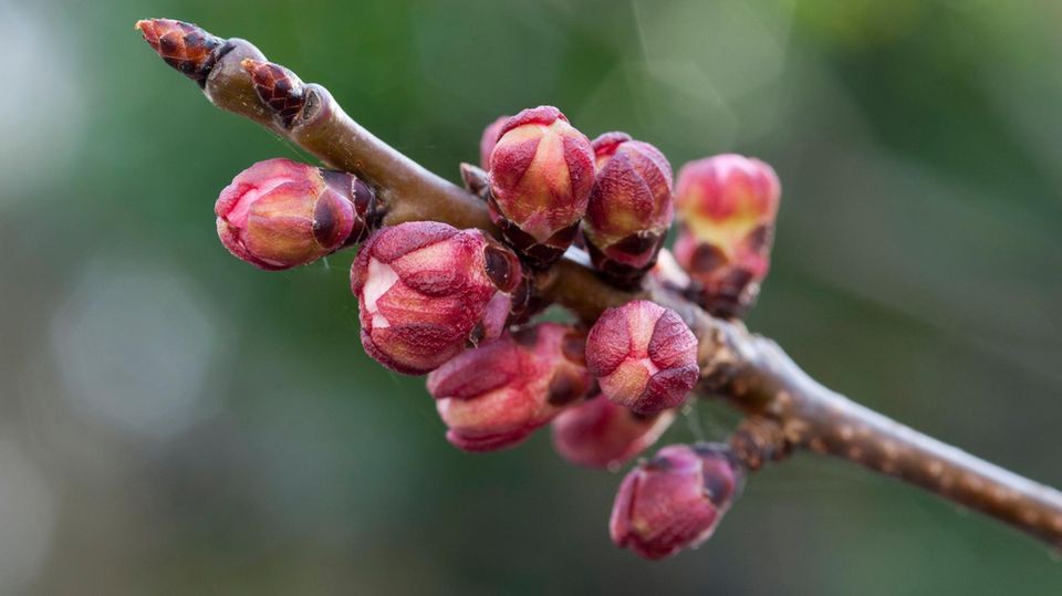 Aprikose: Bald werden diese Knospen die zartweißen Blüten der Aprikose zum Vorschein bringen. Oft geschieht dies bereits ab März – mit der Gefahr von Spätfrösten