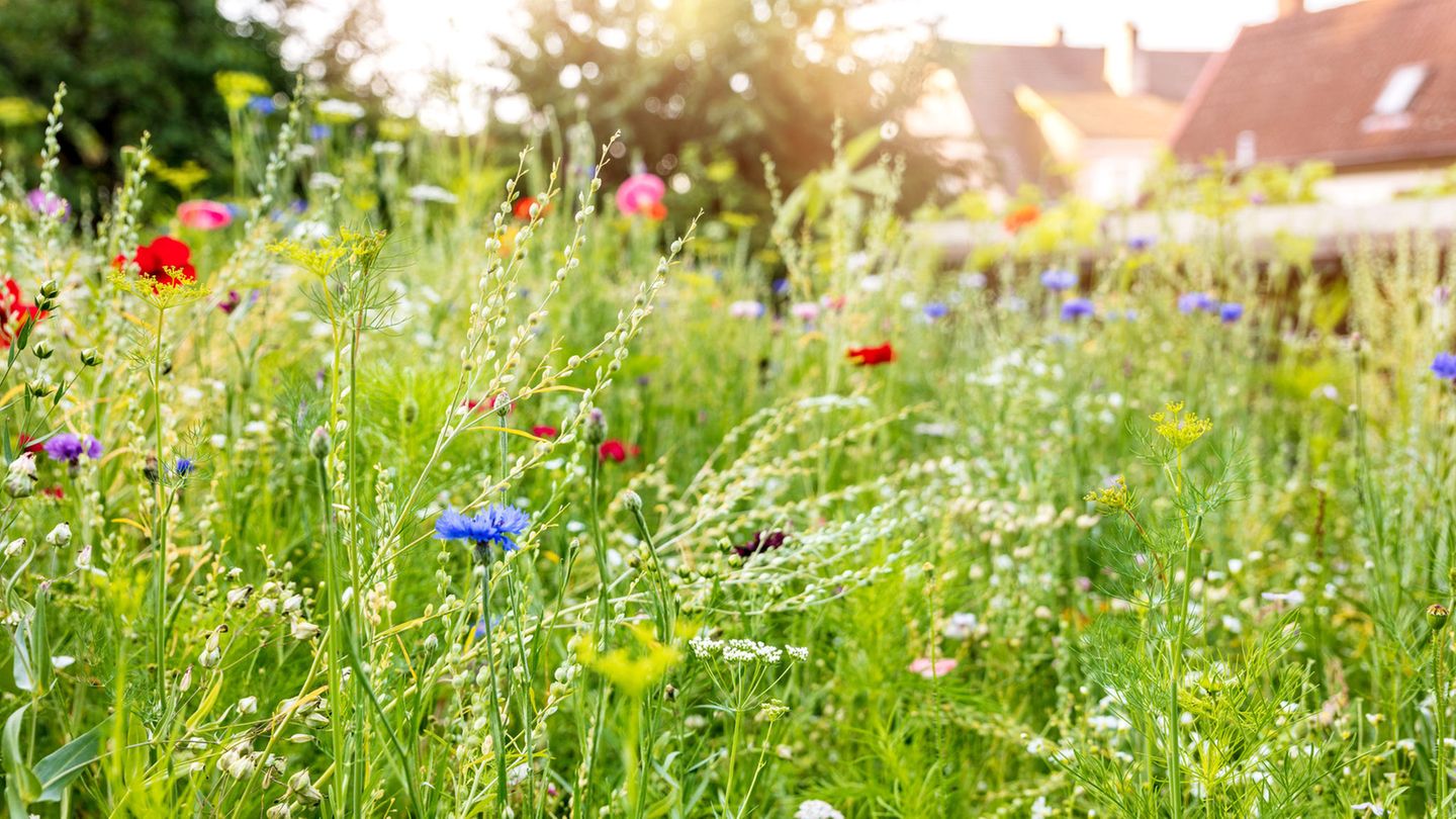 Die Gärten mit Mini-Wildblumenwiesen zogen schon im ersten Jahr mehr Insekten an