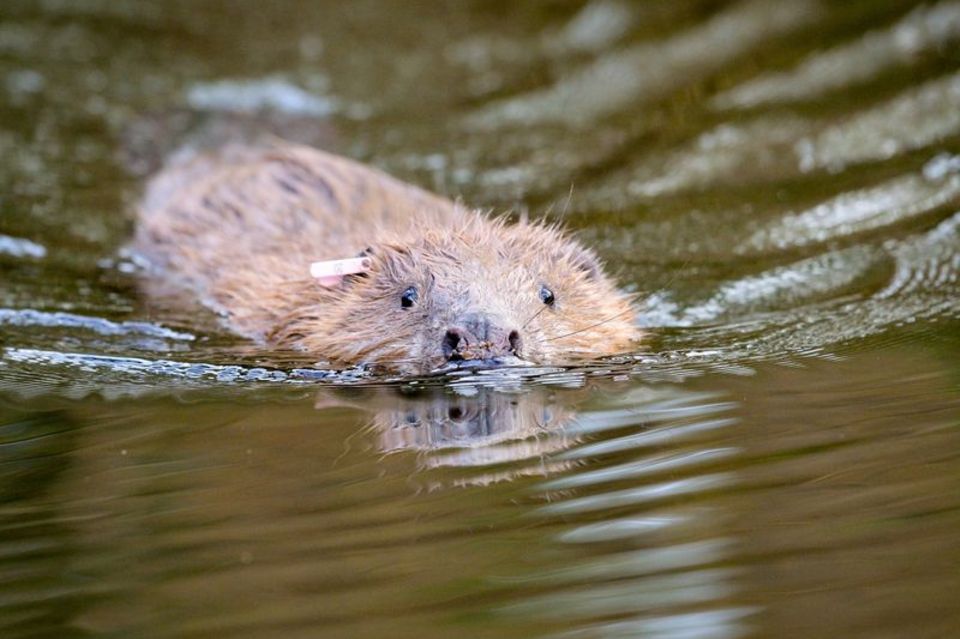 Biber im Wasser