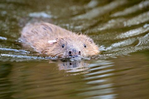 Biber im Wasser