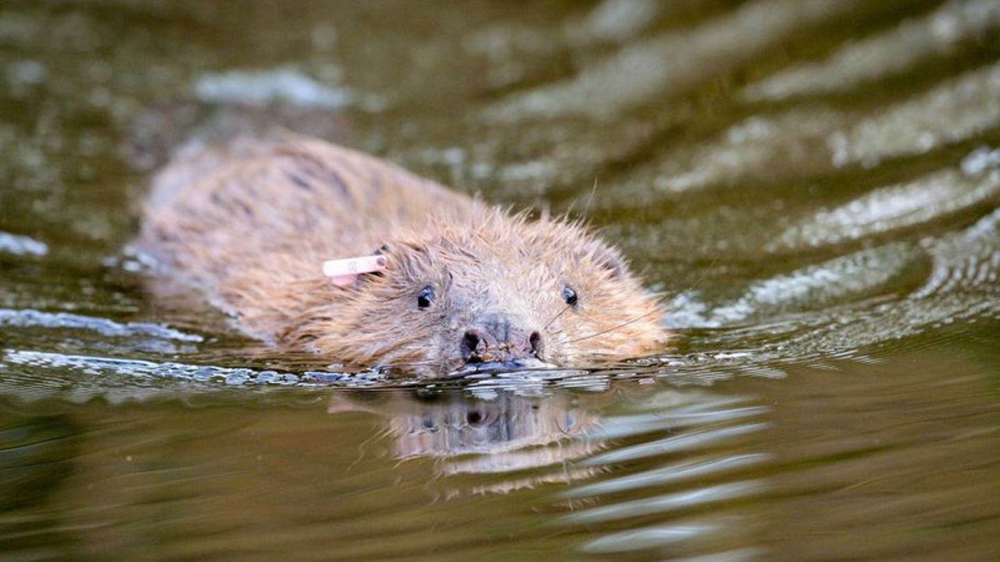 Biber im Wasser
