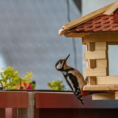 Buntspecht am Vogelhaus auf einem Balkon
