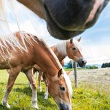 Tatsache, wir meinen es königlich mit Ihnen! Denn als Maximilian II. – seines Zeichens König von Bayern – im Sommer 1858 sein Reich durchquerte, immer am Nordrand der Alpen entlang, startete er im Westallgäu, in Lindau am Bodensee. Meist war er in der Kutsche unterwegs, oft auf dem Pferderücken, bisweilen auch auf Schusters Rappen, dann nämlich, wenn er einen Gipfel bestieg. Einzelerlebnisse in wildromantischer Natur, die sich heute auf dem Maximiliansweg, dem König unter den Fernwanderwegen durch die deutschen Alpen, bestens nachvollziehen lassen. Herrscherprivilegien stehen hier mittlerweile jedem offen, das passende Pferd ist nie weit und beispielsweise in Heimenkirch bei Silvia Ochsenreiter zu finden.
