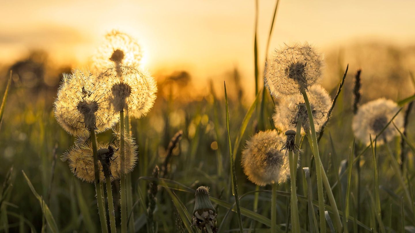 Ostallgäu - Auf zu Udo! So viel ist sicher: "Udo" war ein Frühaufsteher. Schon vor rund elf Millionen Jahren spazierte er mehr oder minder aufrecht durchs Allgäu. Lange hatten Forschende angenommen, dass Menschenaffen den erhabenen Gang, zentrales Merkmal unserer Spezies, erst später und anderswo erlernten. Pusteblume! 37 Knochenstücke, die 2019 in der Tongrube "Hammerschmiede" bei Pforzen auftauchten, wirbelten die Menschwerdungsgeschichte durcheinander. Unstrittig seither: Ein Besuch der Fundstelle im Ostallgäu, die als eine der besten für fossile Wirbeltiere weltweit gilt, lohnt. Schon weil die Vier-Stunden-Wanderung "Rund um die Hammerschmiede" (ab Parkplatz "Wertach erleben) in die eigene Geschichte eingehen wird: als besonders schöne Erinnerung. Die Tour führt in jene Bilderbuchlandschaften, durch die wohl auch Udo gestreift ist, der übrigens so heißt, weil seine knöchernen Reste an Udo Lindenbergs Geburtstag ans Licht kamen. Sollte das Wetter den Ausflug verhindern, lässt sich der Fundort auch von der Couch aus erkunden. Tolle 360-Grad-Touren finden sich unter udo.pforzen.de.