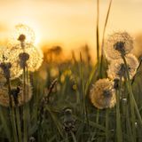 So viel ist sicher: "Udo" war ein Frühaufsteher. Schon vor rund elf Millionen Jahren spazierte er mehr oder minder aufrecht durchs Allgäu. Lange hatten Forschende angenommen, dass Menschenaffen den erhabenen Gang, zentrales Merkmal unserer Spezies, erst später und anderswo erlernten. Pusteblume! 37 Knochenstücke, die 2019 in der Tongrube "Hammerschmiede" bei Pforzen auftauchten, wirbelten die Menschwerdungsgeschichte durcheinander. Unstrittig seither: Ein Besuch der Fundstelle im Ostallgäu, die als eine der besten für fossile Wirbeltiere weltweit gilt, lohnt. Schon weil die Vier-Stunden-Wanderung "Rund um die Hammerschmiede" (ab Parkplatz "Wertach erleben) in die eigene Geschichte eingehen wird: als besonders schöne Erinnerung. Die Tour führt in jene Bilderbuchlandschaften, durch die wohl auch Udo gestreift ist, der übrigens so heißt, weil seine knöchernen Reste an Udo Lindenbergs Geburtstag ans Licht kamen. Sollte das Wetter den Ausflug verhindern, lässt sich der Fundort auch von der Couch aus erkunden. Tolle 360-Grad-Touren finden sich unter udo.pforzen.de.