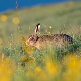 22.03.2022      "Um Steinböcke zu fotografieren bin ich in den frühen Morgenstunden aufs Niederhorn gewandert. Fast oben angekommen traf ich auf diesen Feldhasen, der sich nicht stören ließ und gemütlich seinen Hasen-Geschäften nachging, währenddem ich ihn fotografierte."      Mehr Fotos von Armin Schädeli  Kamera: Nikon D500 und Nikkor 200-500 (5.6)